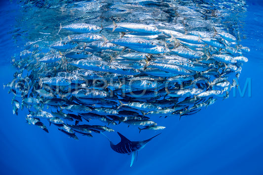 Marlins hunting on sardines or makerels in Baja California Sur