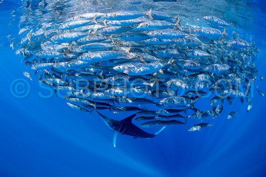 Marlins hunting on sardines or makerels in Baja California Sur