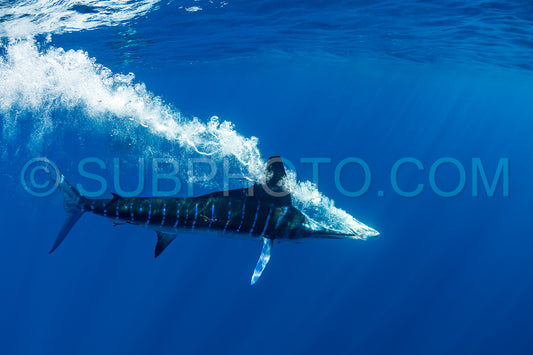 Marlins hunting on sardines or makerels in Baja California Sur