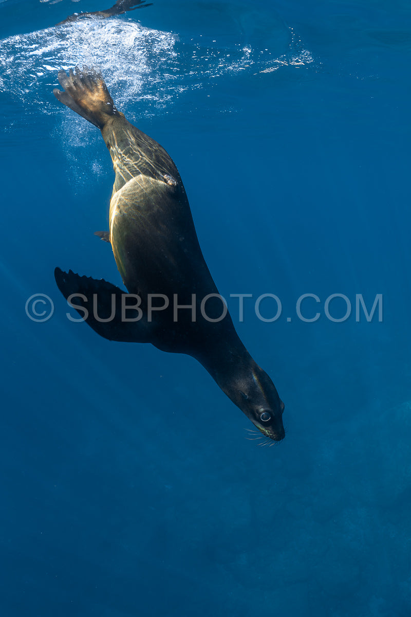 young sea lion playing with a scuba diver in La Paz Baja California