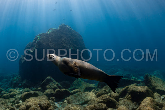 young sea lion playing with a scuba diver in La Paz Baja California