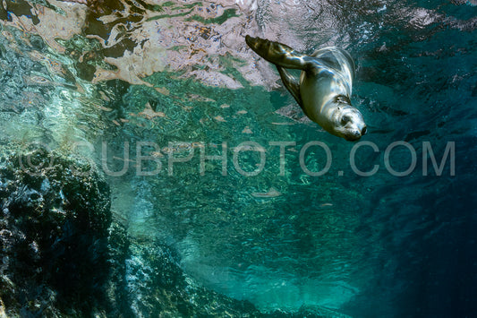 young sea lion playing with a scuba diver in La Paz Baja California