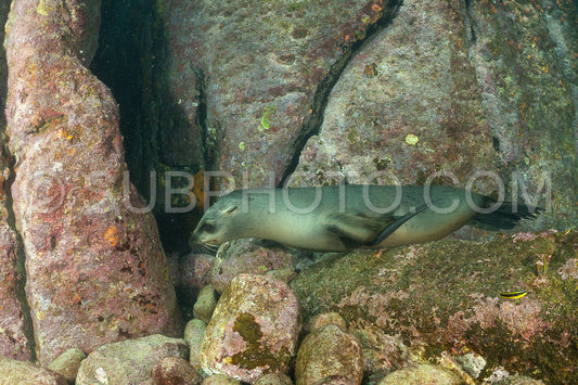 young sea lion playing with a scuba diver in La Paz Baja California