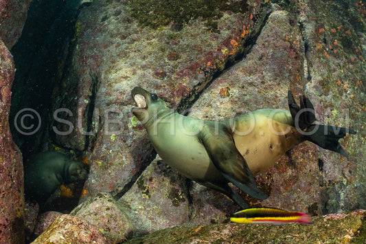 young sea lion playing with a scuba diver in La Paz Baja California