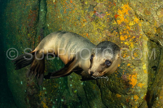 young sea lion playing with a scuba diver in La Paz Baja California
