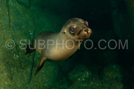 young sea lion playing with a scuba diver in La Paz Baja California