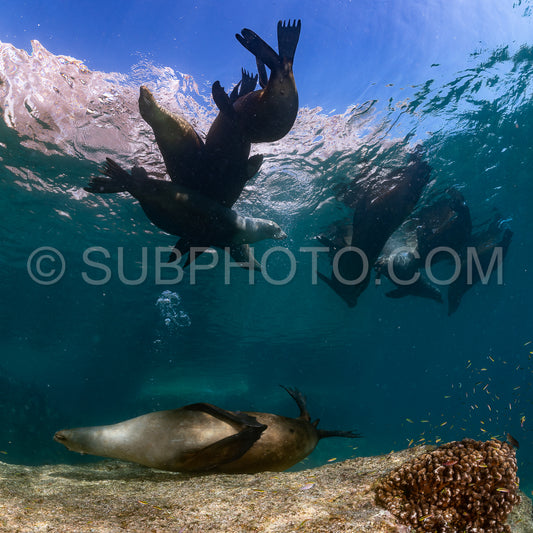 young sea lion playing with a scuba diver in La Paz Baja California