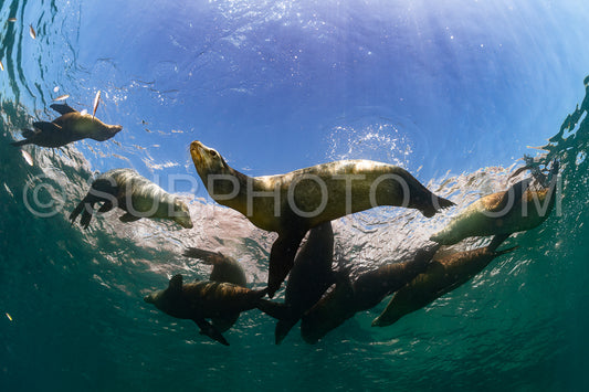 young sea lion playing with a scuba diver in La Paz Baja California