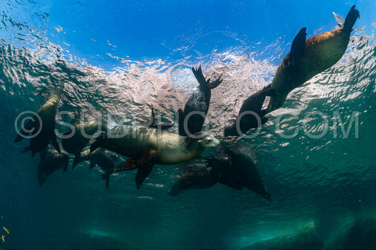 young sea lion playing with a scuba diver in La Paz Baja California