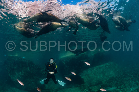 young sea lion playing with a scuba diver in La Paz Baja California