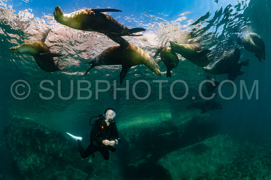young sea lion playing with a scuba diver in La Paz Baja California