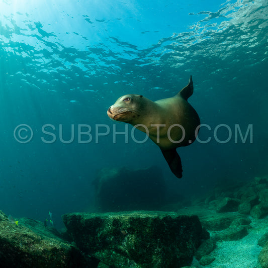 young sea lion playing with a scuba diver in La Paz Baja California