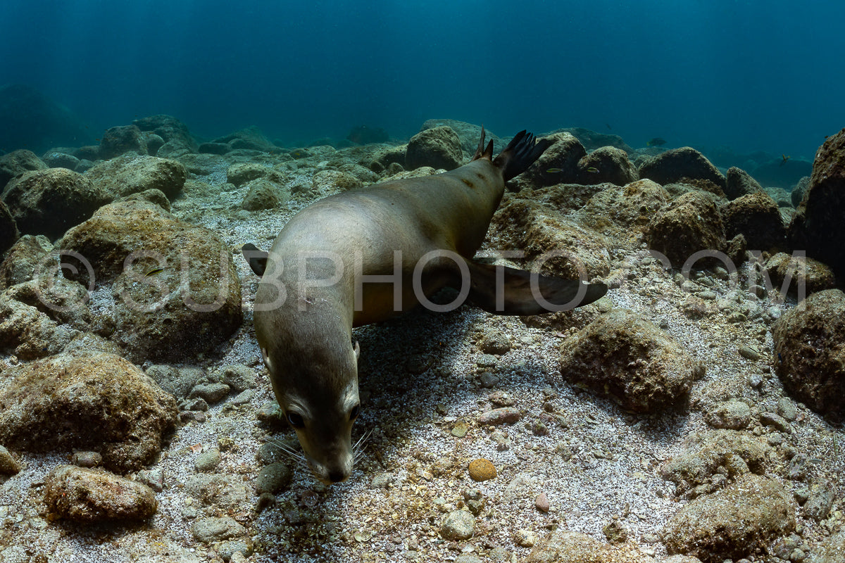 young sea lion playing with a scuba diver in La Paz Baja California