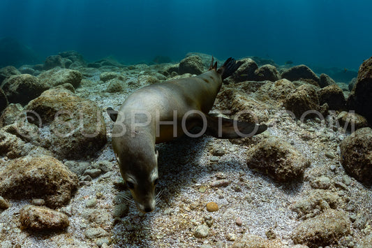 young sea lion playing with a scuba diver in La Paz Baja California