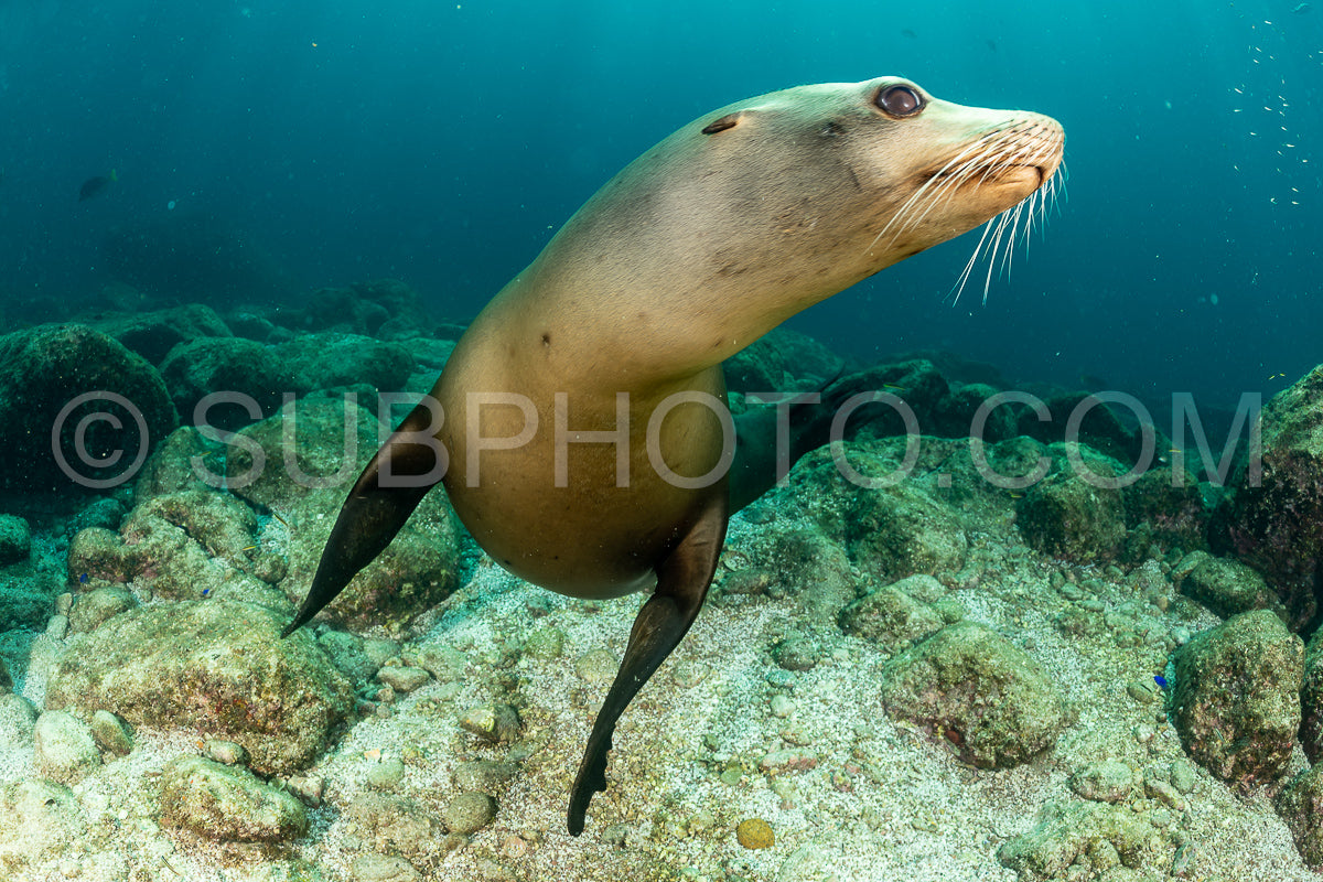 young sea lion playing with a scuba diver in La Paz Baja California