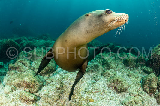 young sea lion playing with a scuba diver in La Paz Baja California
