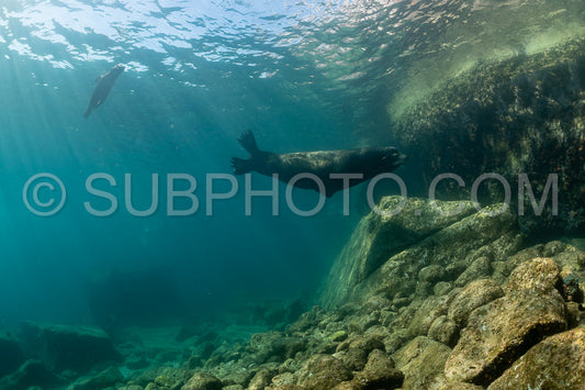 young sea lion playing with a scuba diver in La Paz Baja California
