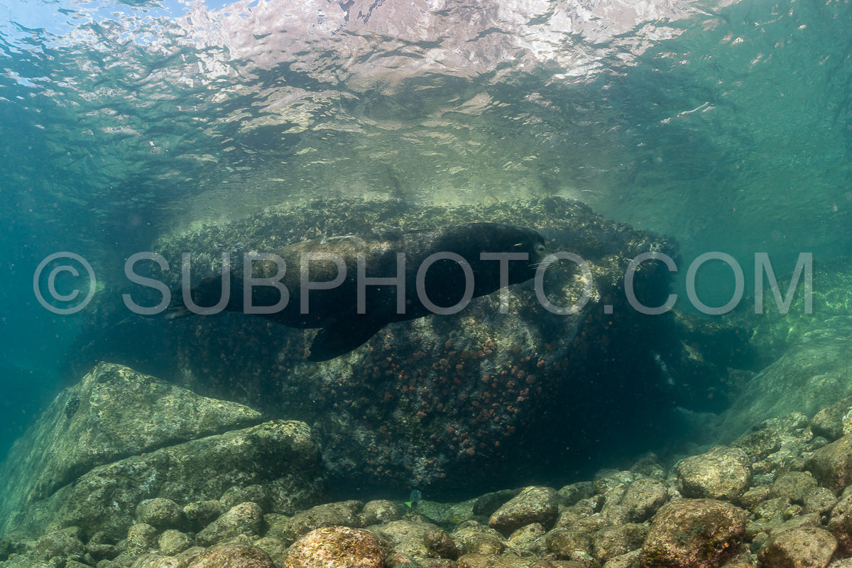 young sea lion playing with a scuba diver in La Paz Baja California