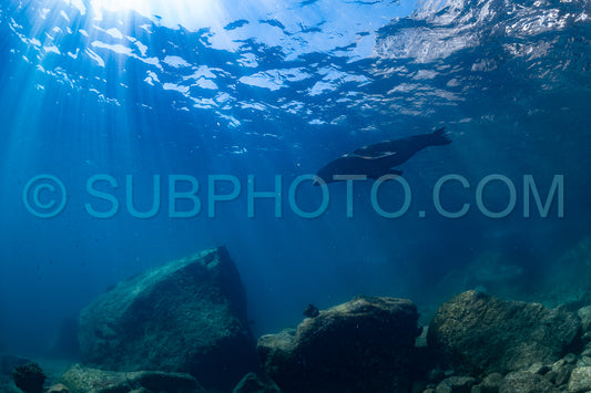 young sea lion playing with a scuba diver in La Paz Baja California