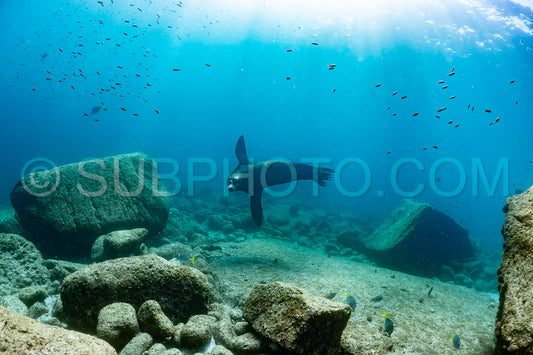 young sea lion playing with a scuba diver in La Paz Baja California
