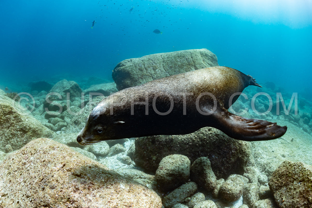 young sea lion playing with a scuba diver in La Paz Baja California
