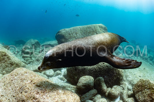young sea lion playing with a scuba diver in La Paz Baja California