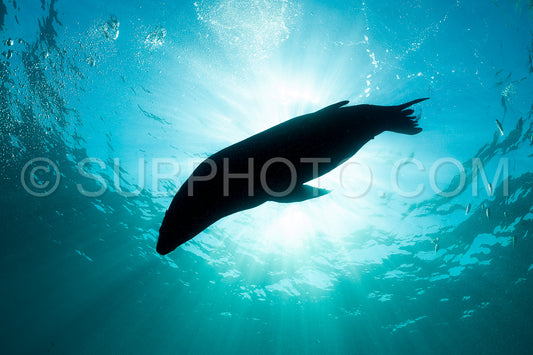 young sea lion playing with a scuba diver in La Paz Baja California