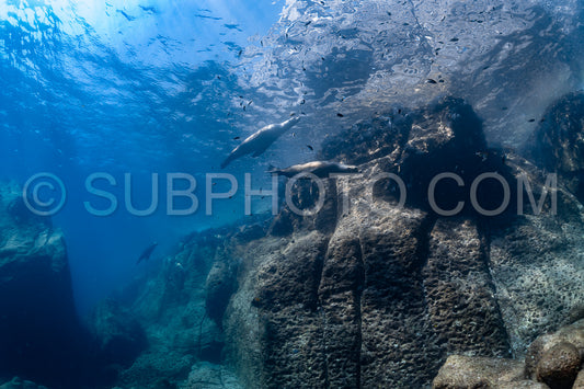 young sea lion playing with a scuba diver in La Paz Baja California