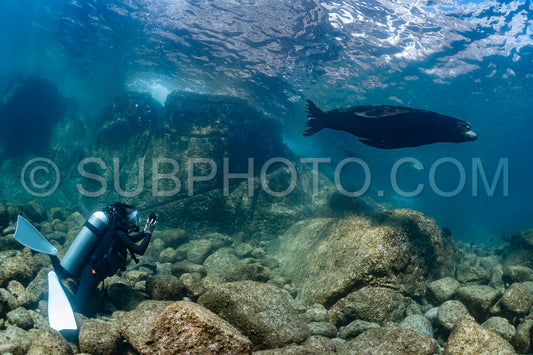 young sea lion playing with a scuba diver in La Paz Baja California