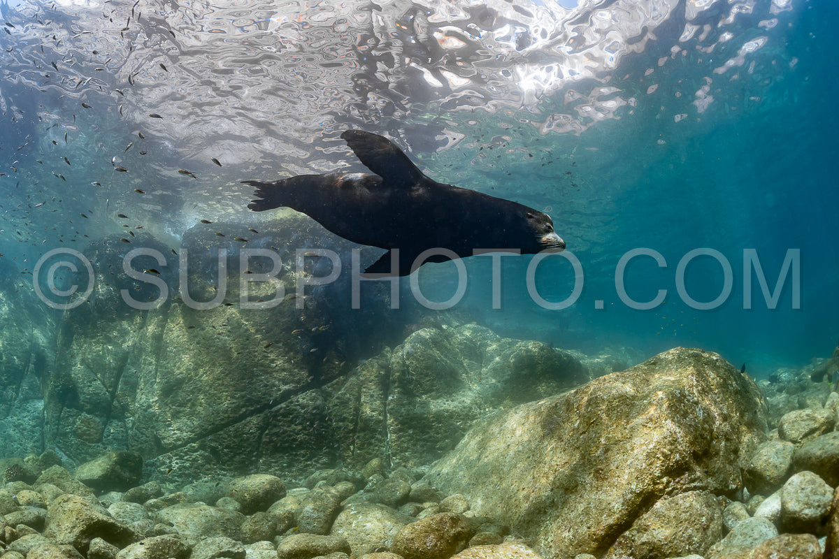 young sea lion playing with a scuba diver in La Paz Baja California