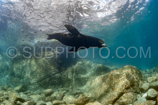 young sea lion playing with a scuba diver in La Paz Baja California
