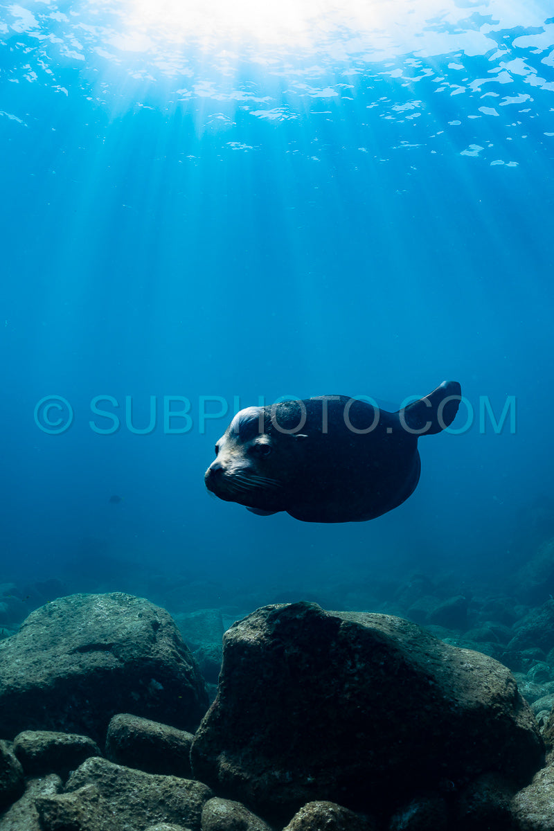 young sea lion playing with a scuba diver in La Paz Baja California