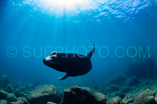 young sea lion playing with a scuba diver in La Paz Baja California