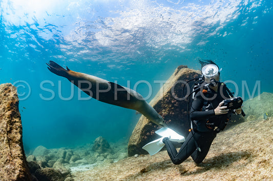 young sea lion playing with a scuba diver in La Paz Baja California
