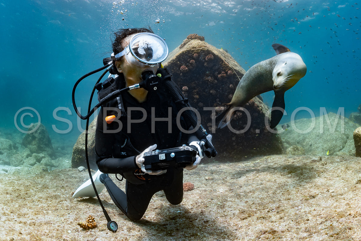 young sea lion playing with a scuba diver in La Paz Baja California