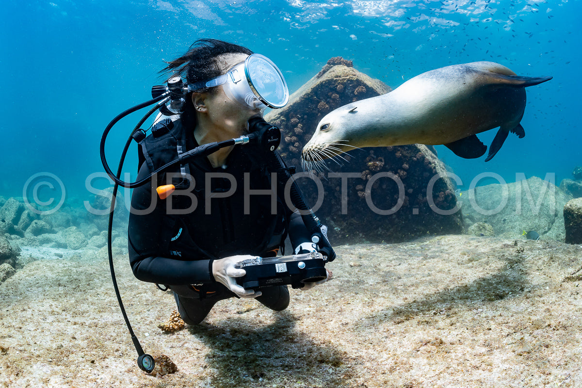 young sea lion playing with a scuba diver in La Paz Baja California