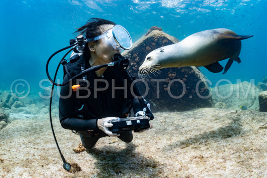young sea lion playing with a scuba diver in La Paz Baja California