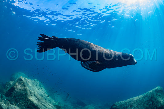 young sea lion playing with a scuba diver in La Paz Baja California
