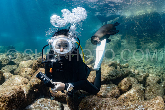 young sea lion playing with a scuba diver in La Paz Baja California