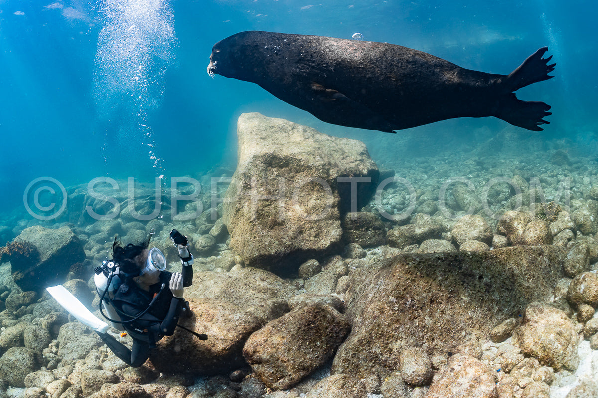 young sea lion playing with a scuba diver in La Paz Baja California