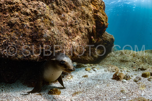 young sea lion playing with a scuba diver in La Paz Baja California
