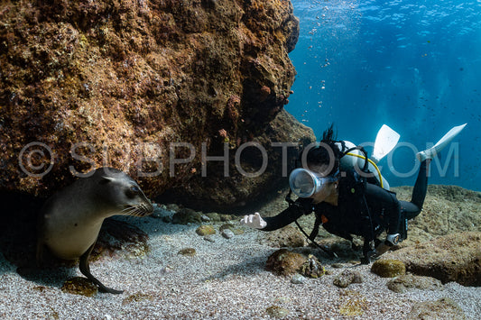 young sea lion playing with a scuba diver in La Paz Baja California