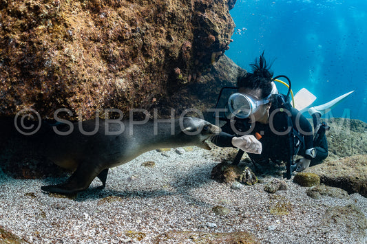 Photo de jeune lion de mer jouant avec un plongeur à La Paz Baja California