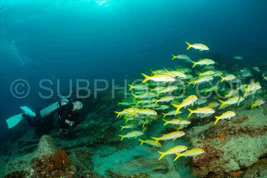 Photo de Banc de vivaneaux Amarillo Lutjanus argentiventris- Cabo Pulmo- Baja California Sur- Mexique