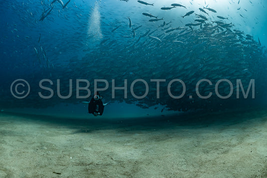 scuba diver with Cabo Pulmo jack tornado under sunny sky
