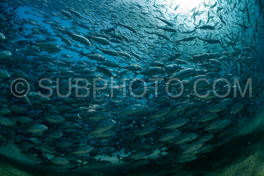 scuba diver with Cabo Pulmo jack tornado under sunny sky