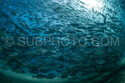 scuba diver with Cabo Pulmo jack tornado under sunny sky