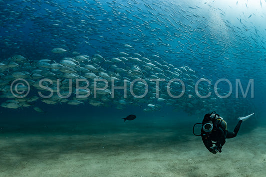 scuba diver with Cabo Pulmo jack tornado under sunny sky
