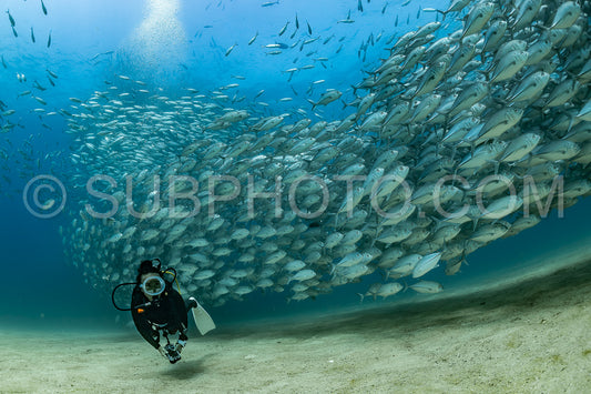 scuba diver with Cabo Pulmo jack tornado under sunny sky