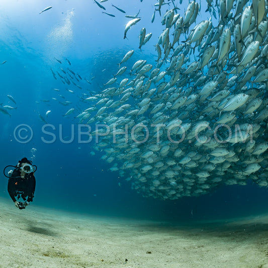 scuba diver with Cabo Pulmo jack tornado under sunny sky